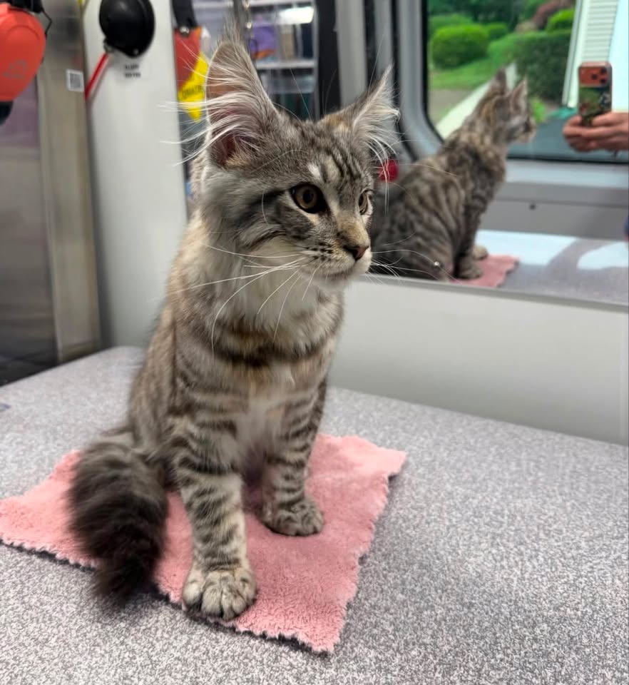 Kitten groomed safely on grooming mat