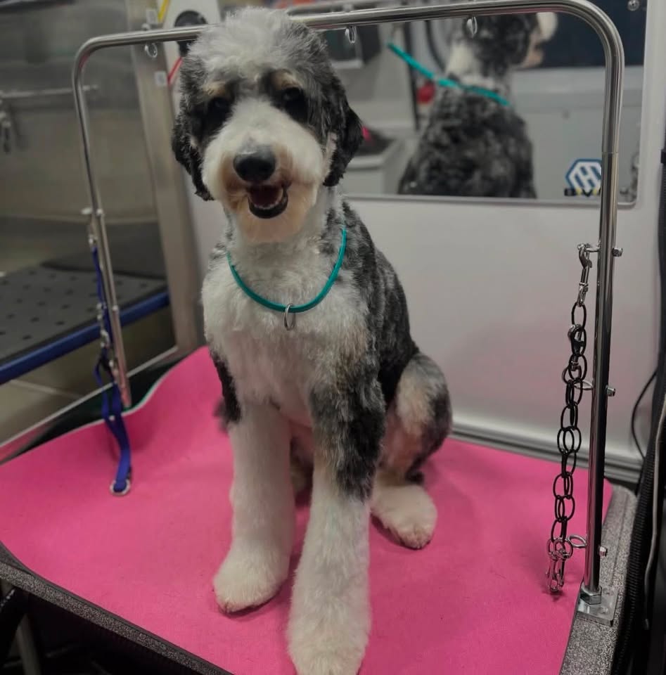 Fluffy groomed doodle in Doggy on Board mobile grooming van