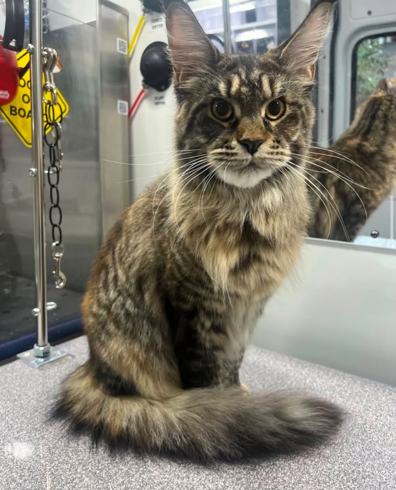 Maine Coon groomed in van