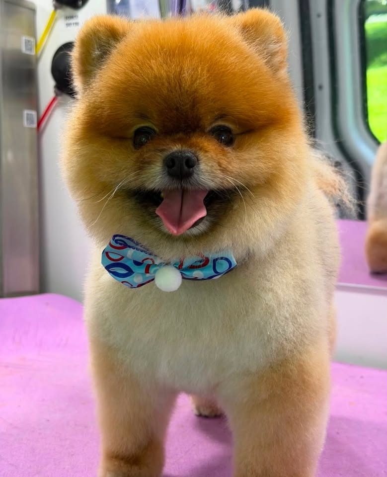 Pomeranian groomed by Doggy on Board